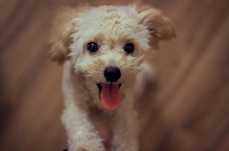 Close up of a puppy with its tongue out
